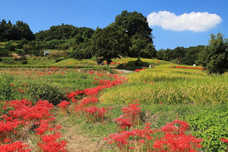 🏞️ 노가와 공원 (노가와코엔) 이미지 6